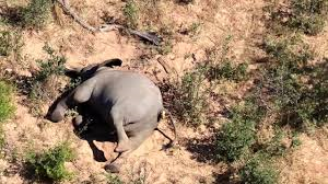 ボツワナの象の死体
