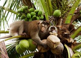 ココナツ収穫のサル