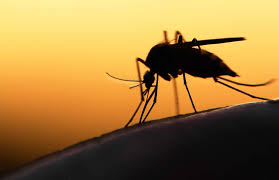 遺伝子組み換え蚊