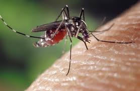 遺伝子組み換え蚊