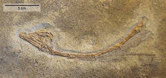 タニストロフェウスの化石