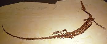 タニストロフェウスの化石