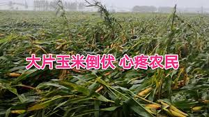 黒竜江省は大雨と台風の影響
