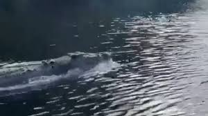 ボート横を高速で泳ぐワニ