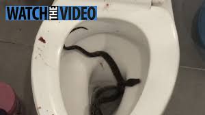 トイレで噛みついた蛇