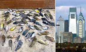 鳥が高層ビルに衝突か、推計１５００羽死傷