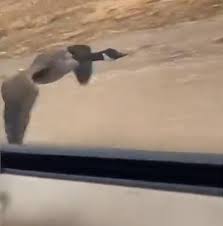 車を追いかけて飛ぶ渡り鳥