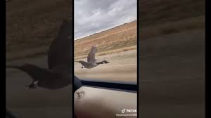 車を追いかけて飛ぶ渡り鳥