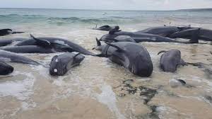 スリランカ西部の浜辺コビレゴンドウ約100頭が漂着