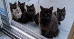 世話をしていた野良猫、 6匹の我が子を窓の外に並べてお披露目