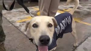 洪水で取り残され怯える野良犬無事救出後海軍の新メンバーに