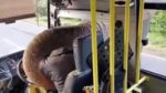 バスを止めたゾウが車内のバナナを横取り