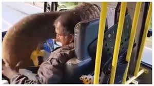バスを止めたゾウが車内のバナナを横取り
