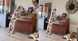 飼い主が見ていない隙に、ピアノを弾いて歌うダルメシアン
