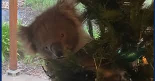 クリスマスツリーに登り寛ぐ本物コアラ