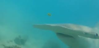 オーストラリアのダイバー、シュモクザメに遭遇
