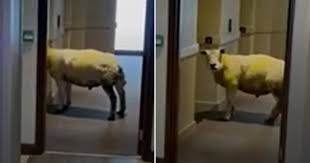 ホテル内でエレベーターを待つ羊