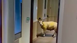 ホテル内でエレベーターを待つ羊