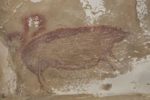 「世界最古」4万5500年前のイノシシ壁画