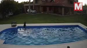 プールで溺れる盲目のピットブルを助けた仲良し犬