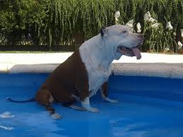 プールで溺れる盲目のピットブルを助けた仲良し犬