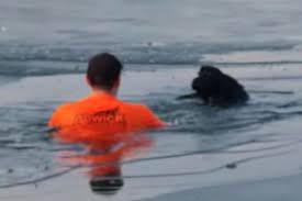 凍った湖に飛び込んで溺れる犬を助けたダーシー・ぺル