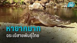 絶滅危惧シャムワニ、タイで目撃