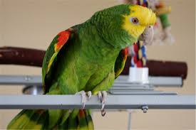 Double Yellow Head Parrot Tico