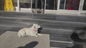 飼い主を病院の外で待つ犬