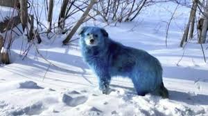 ロシアの工場跡をうろつく青く変色した犬の群れ