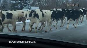 道路を走る牛たち