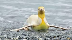 黄色いオウサマペンギン