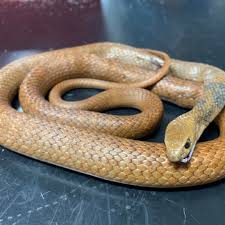 イースタンブラウンスネーク（Eastern Brown Snake）