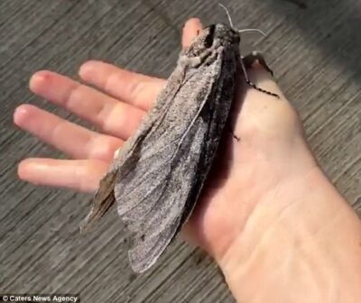 ジャイアント・ウッド・モス（Giant Wood Moth）