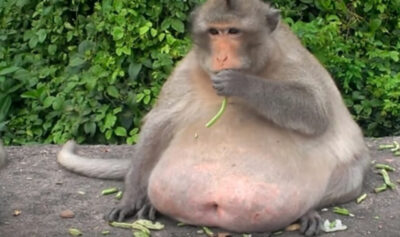 タイで肥満になったサル