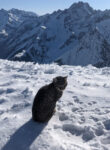 標高3000メートルの雪山で迷子になった猫