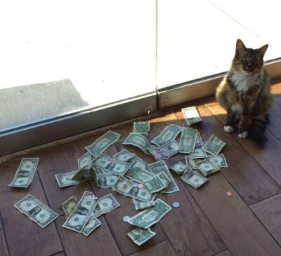 お金を持ち込むネコ「はCASHnipキティ」