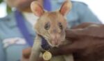 カンボジアの地雷除去で大活躍、ネズミの「マガワ」が引退