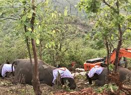 インド１８頭のゾウの死のミステリー、ほんとに「雷に打たれた」のか？