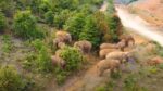 雲南省で北上中のゾウの群れ