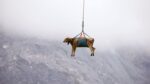 スイスアルプスでヘリコプターによって空輸された牛