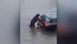 洪水の中、浸水した車を押して危機から救った犬