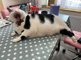 肥満猫キース（Keith）