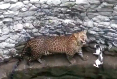 インドのマハーラーシュトラ州で撮影されたヒョウとネコの動画