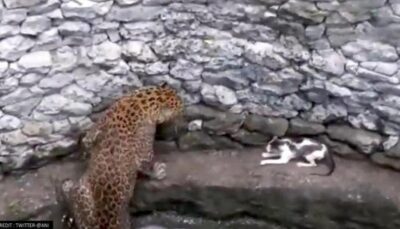 インドのマハーラーシュトラ州で撮影されたヒョウとネコの動画