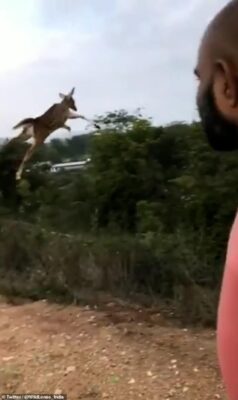 ジャンプ力が半端ないインドシカの動画！